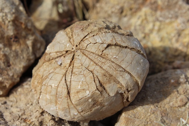 Gerger'de Bir Çoban, 85 Milyon Yıl Öncesine Ait Deniz Kestanesi Fosili Buldu