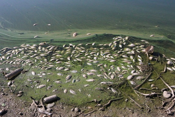 Atatürk Barajında Ölü Balıklar Tehlike Saçmaya Devam Ediyor