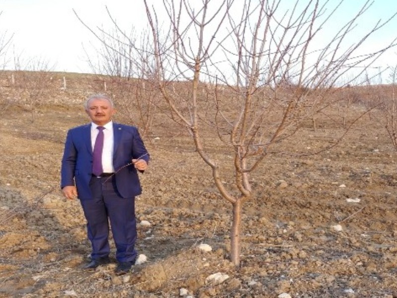 Başkan Şahan: “Adıyaman'da 150 bin badem ağacı kurudu”
