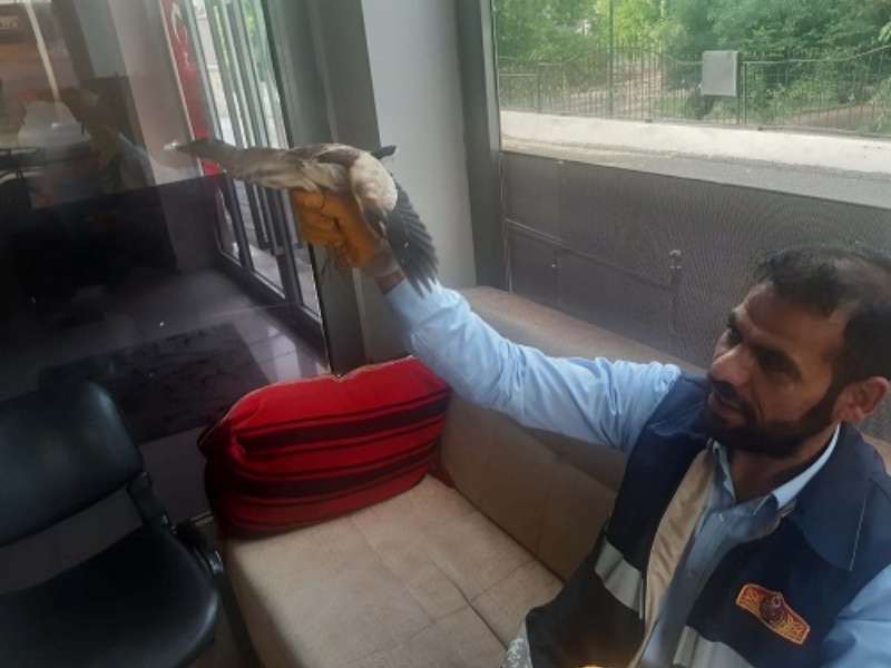 Kahta’da Yaralı Balaban Kuşunu İtfaiye Ekipleri Kurtardı
