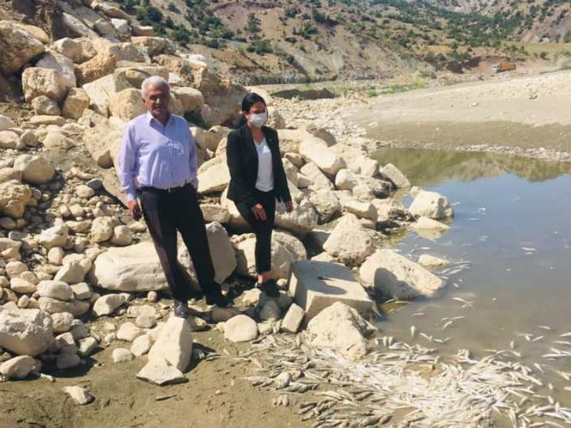 CHP'li Köseler, balık ölümlerin yaşandığı bölgede incelemede bulundu