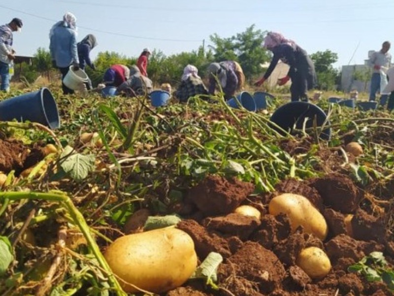 Kahta'da yerli patates hasadı yapıldı