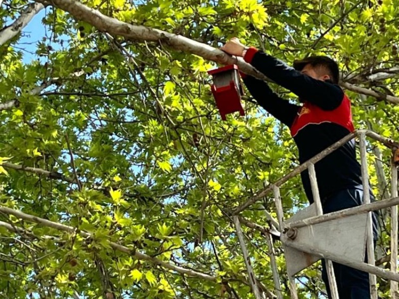 Gölbaşı'nda öğrenciler ağaç dallarına kuş yuvaları astı