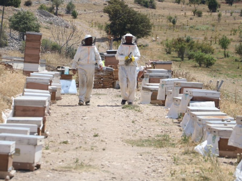 Arı sütünün 100 gramı yaklaşık 2 bin 500 liradan alıcı buluyor