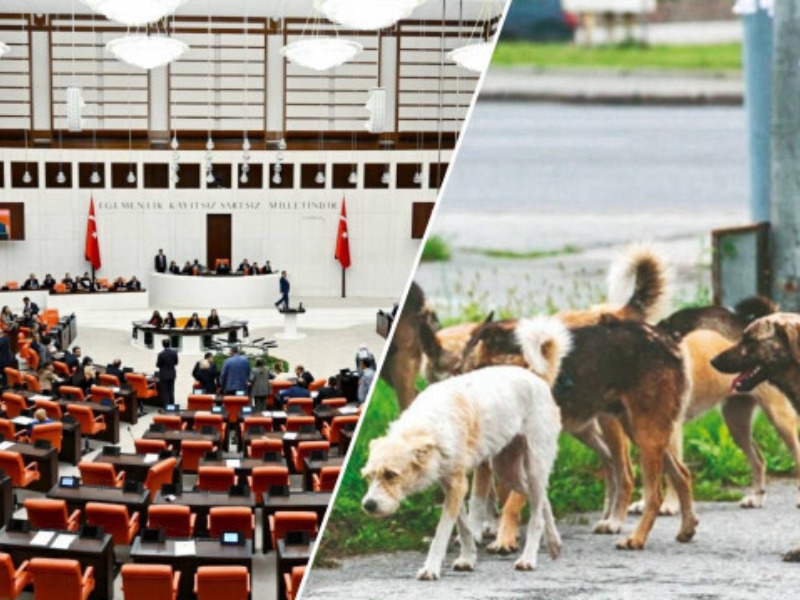 CHP İl Başkanı Doğan’dan Sokak Hayvanları Yasasına Tepki