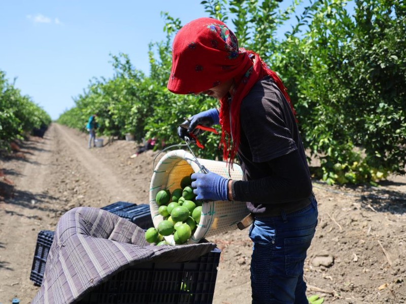 Limonun fiyatını düşürecek hasat başladı
