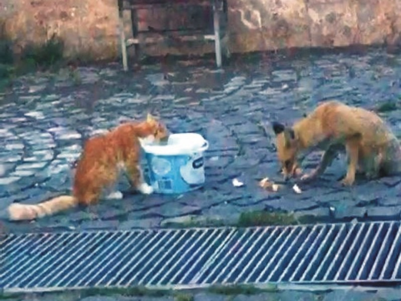 Nemrut Dağı'nda Kedi ve Tilki Dostluğu