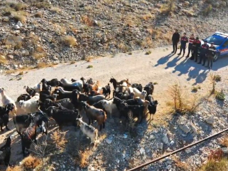Kahta'da kaybolan küçükbaş hayvanlar dron ile bulundu