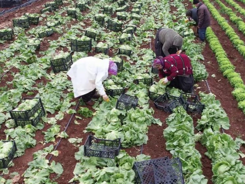 Adıyamanlı çiftçiler yılda 2-3 ürün elde edebilecek