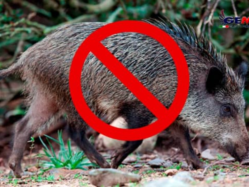 Kahta'da Çiftçinin Yeni Kabusu, Yaban Domuzu