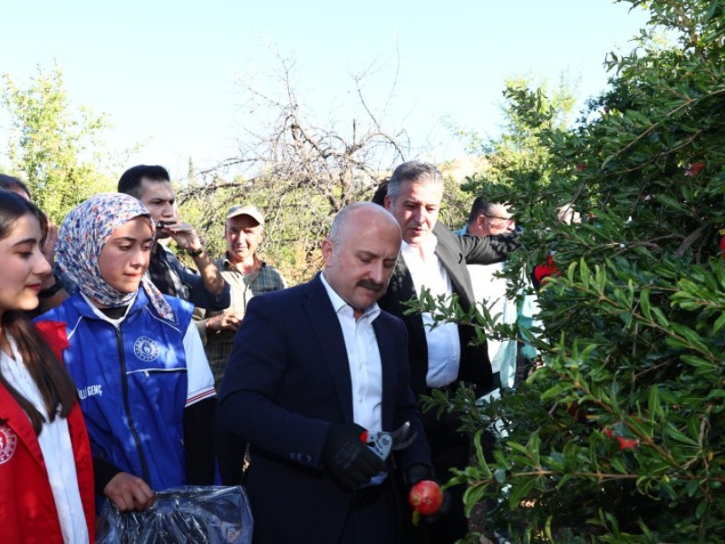 Adıyaman'da gönüllü gençlerle nar hasadı gerçekleştirildi