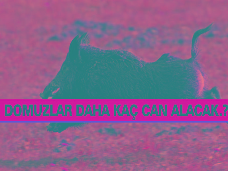 Domuzlar Daha Kaç Can Alacak.?