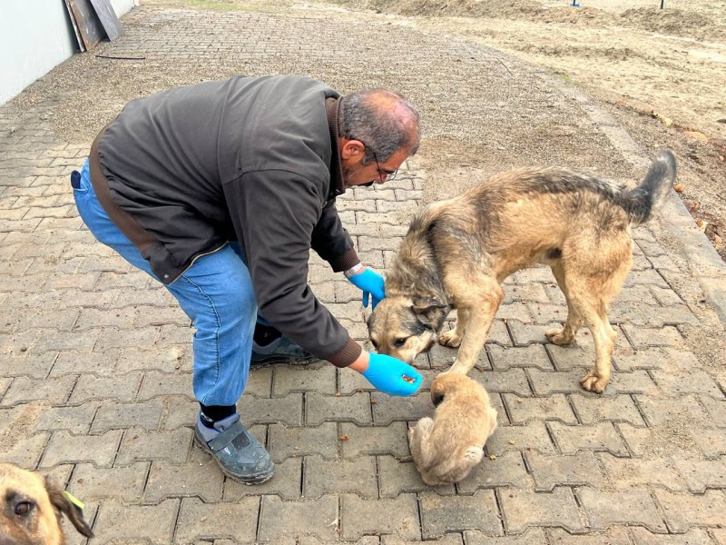Adıyaman Belediyesi yemek artıklarını sokak hayvanları için mamaya dönüştürüyor 