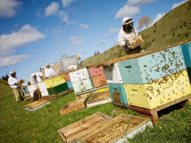 Adıyaman'da 1.500 arılı kovan dağıtımı