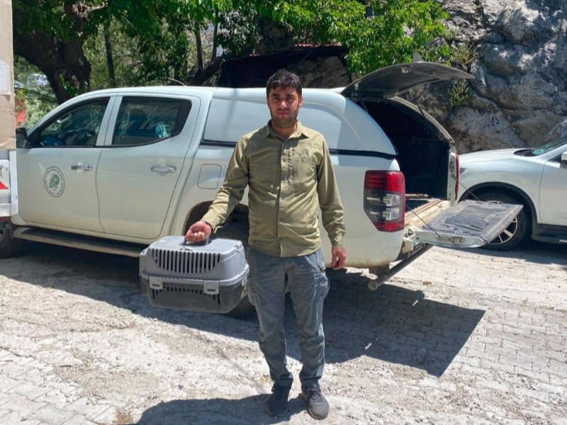 Kahta'da yaralı bulunan şahin tedavi altına alındı