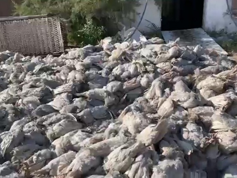 Çiftlikte çıkan yangında 20 bin tavuk telef oldu