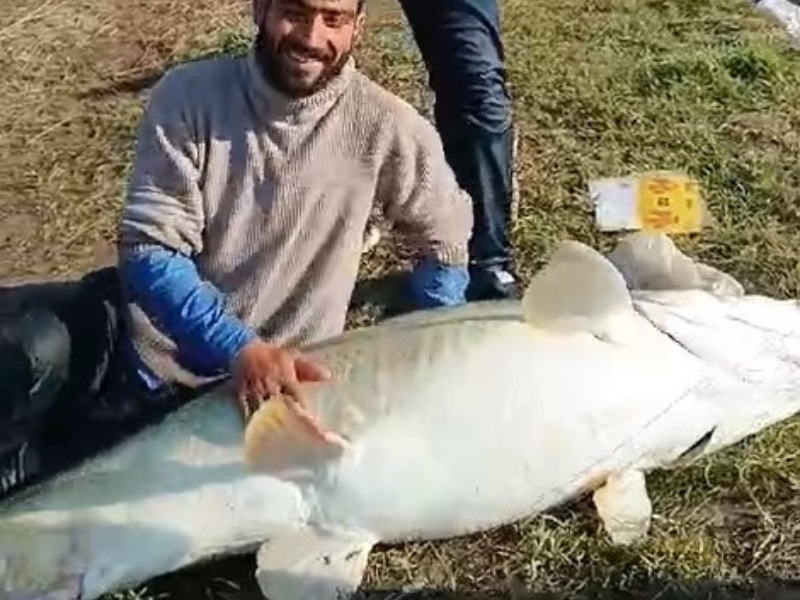 Kahta’da 70 kilogram ağırlığında turna balığı yakalandı