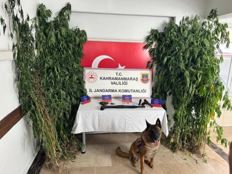 Kenevir operasyonuna 2 gözaltı