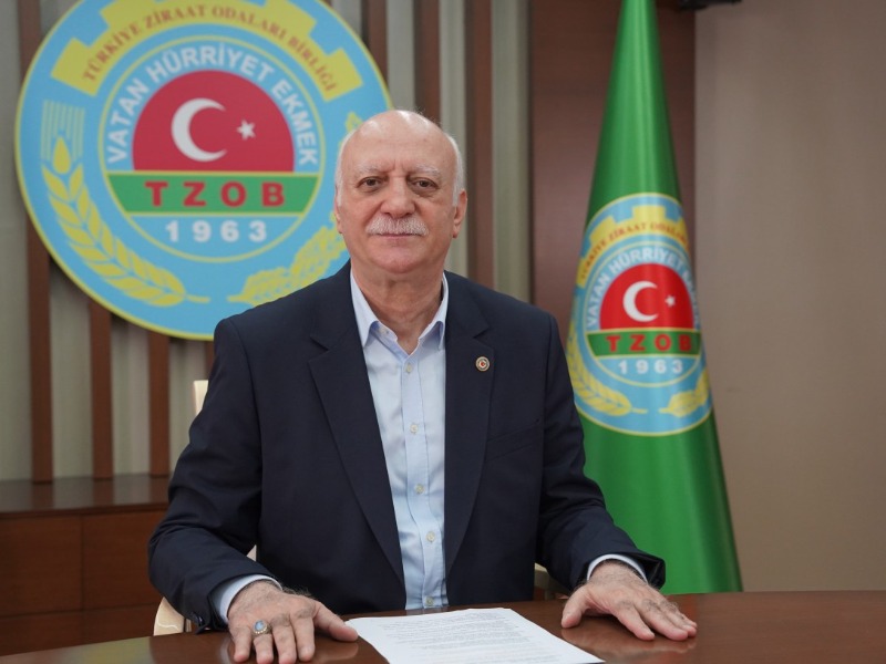 Fındıkta hasat vakti geldi